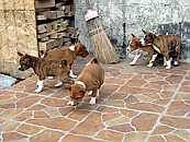 /album/fotogalerie-bango-ximbir-ewo/stenda-2-jpg1/